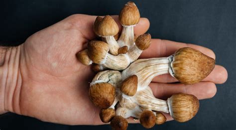 Should you take shrooms alone. Things To Know About Should you take shrooms alone. 